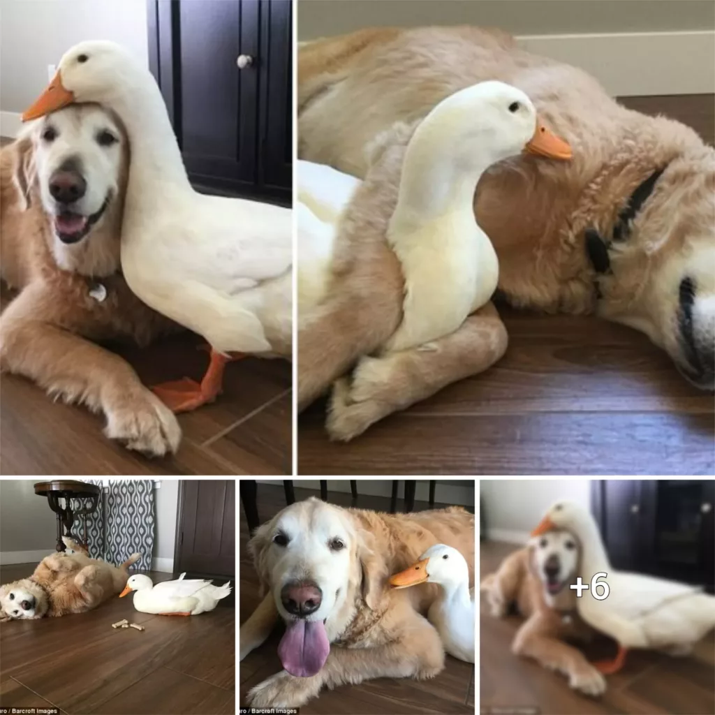 “Unlikely Duo: The Heartwarming Friendship of a Canine and Avian”