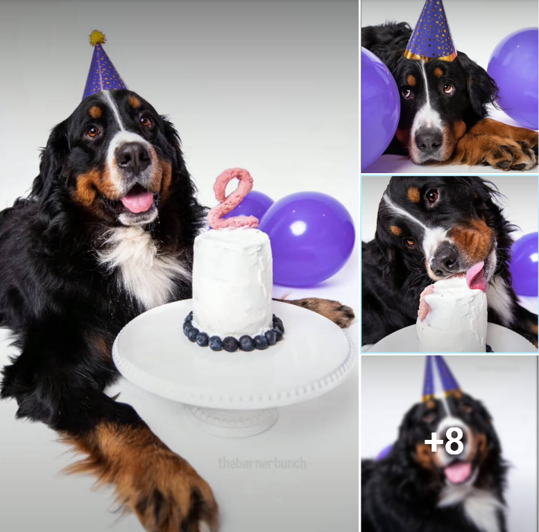 “Cheers to Two Years: Celebrating My Furry Friend’s Birthday! Join the Festivities and Share Your Best Wishes for Binks!”