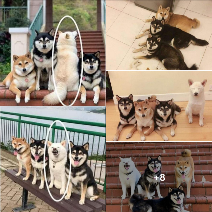 The Hilarious Shiba Inu Who Ruins Group Photos—And Steals Hearts! 🐶📸😂