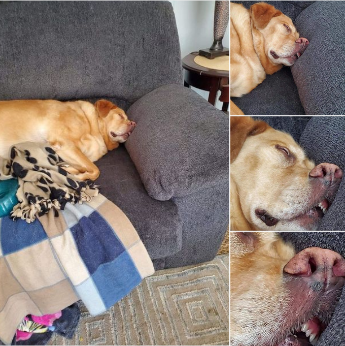 Puppy Sleeps on the Sofa with a Toothy Grin